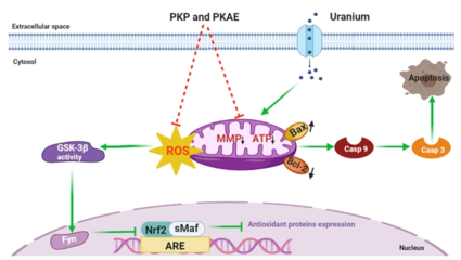 西南科技大學天然產物課題組在黃精炮制與抗輻射研究方面取得重要進展，助力健身器材行業健康應用